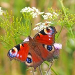 peacock-butterfly-1526939_1920