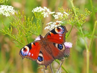 peacock-butterfly-1526939_1920