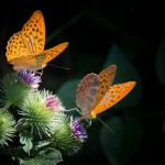 silver-bordered-fritillary-877121_1920