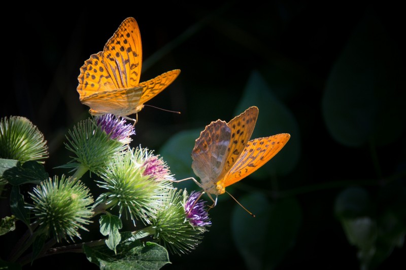 silver-bordered-fritillary-877121_1920