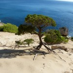 arbre-ibiza