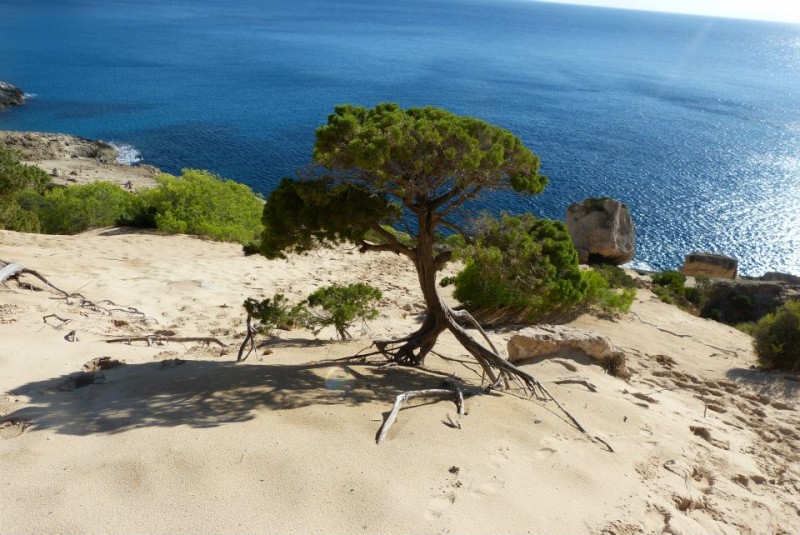 arbre-ibiza