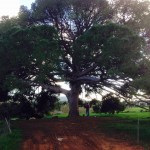 arbre-san-miguel-beau