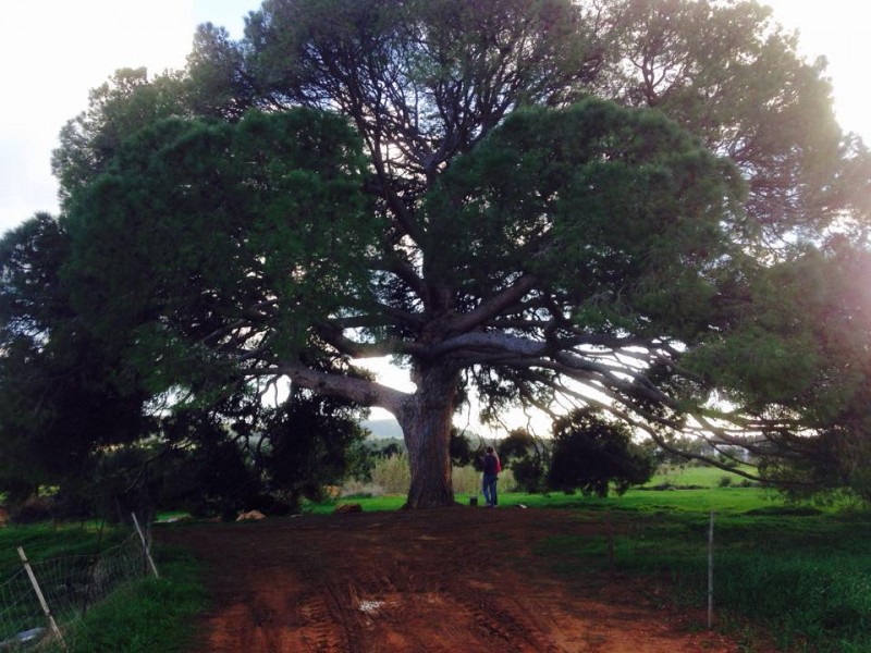 arbre-san-miguel-beau