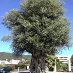 arbre-sta-eulalia