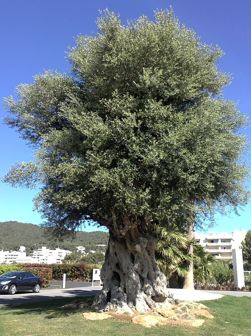 arbre-sta-eulalia