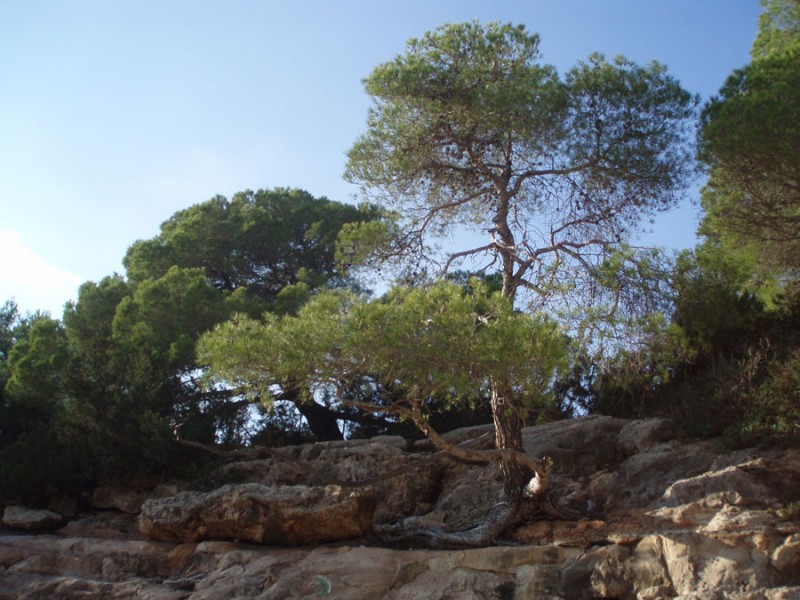 arbre-rocher