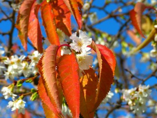 cherry-blossoms-222370_1920