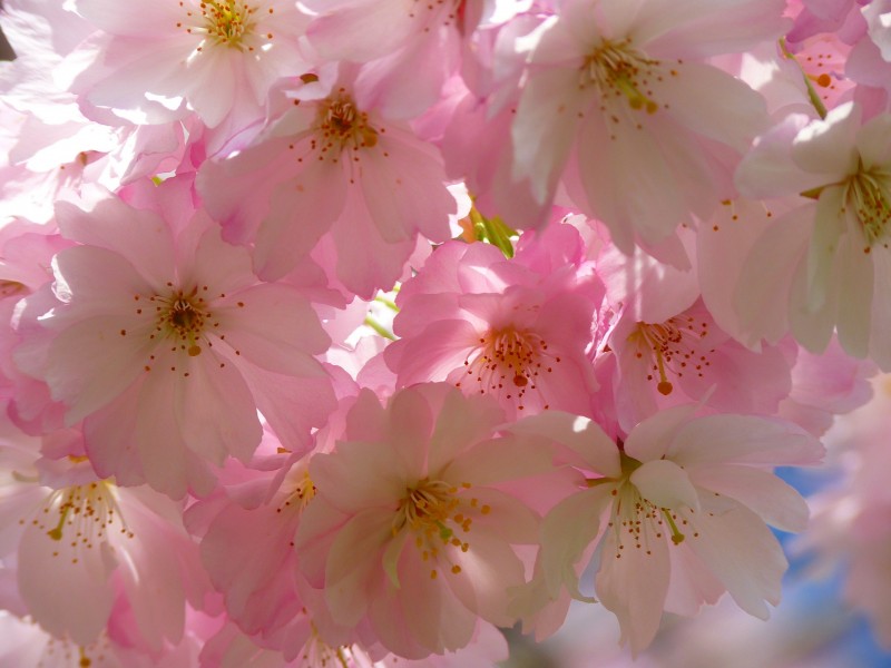 japanese-cherry-trees-6344_1920-2