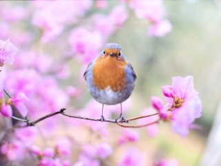 spring-bird-2295436_1920