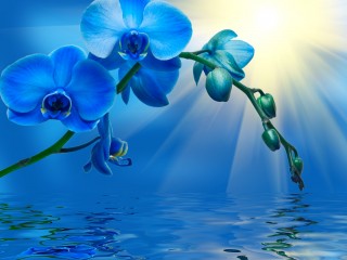blue-orchid-4873x4224-wallpaper