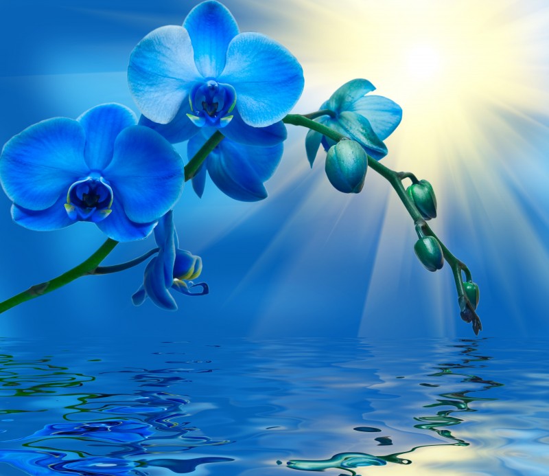 blue-orchid-4873x4224-wallpaper