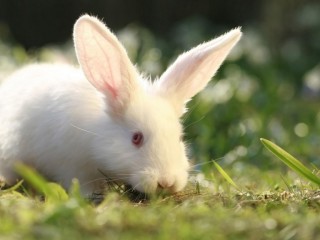 1024x576_beautiful-white-rabbit
