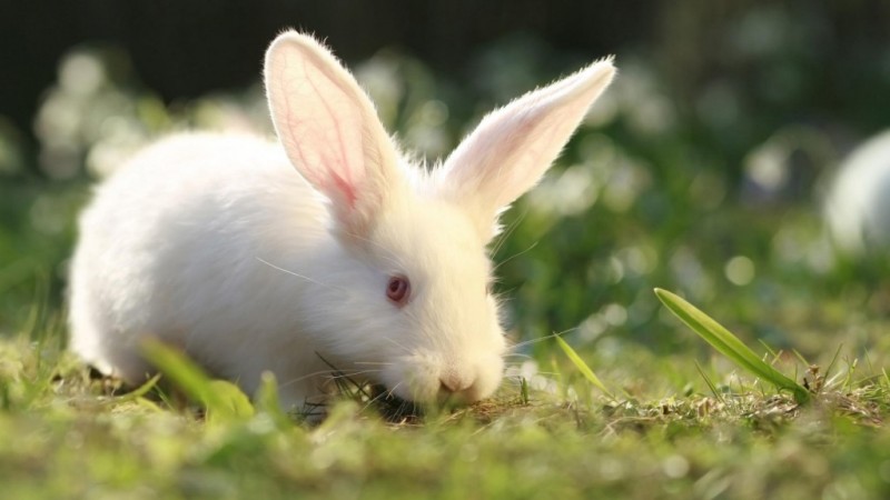 1024x576_beautiful-white-rabbit