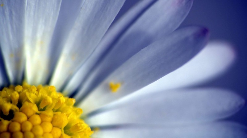 122_size_1366x768_wallpaper-324382-2