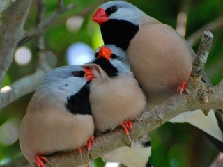 3 birds