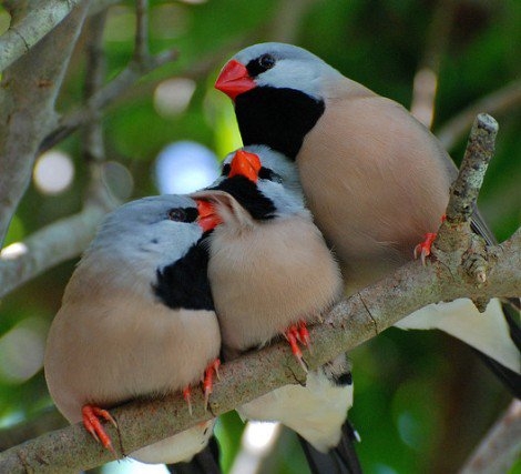 3-birds