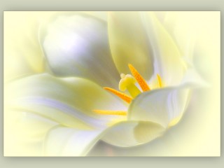 FlowerPortrait