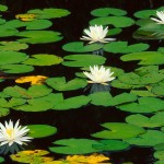 fragrant-waterlily