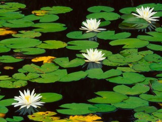 Fragrant Waterlily