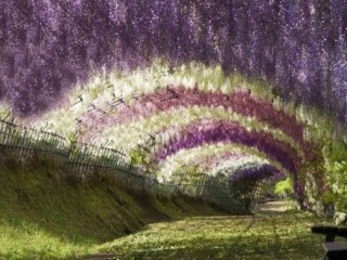Giappone