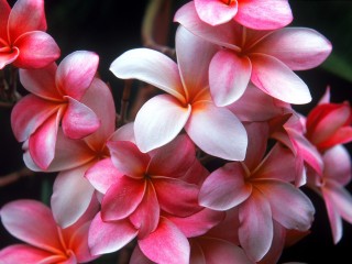Hawaiian Plumeria