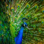 peacock-beautiful-feathers_1920x1080