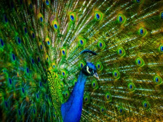 Peacock-beautiful-feathers_1920x1080