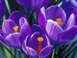Spring