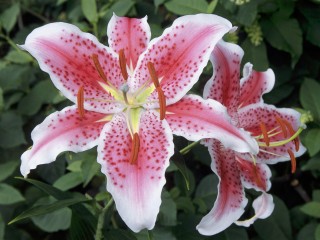 Starfighter Lily