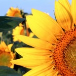 sunflower-clantonia-nebraska