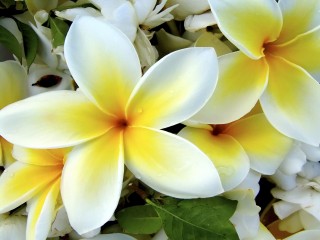 Tropical Plumeria Flower