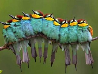 bunchofbirds
