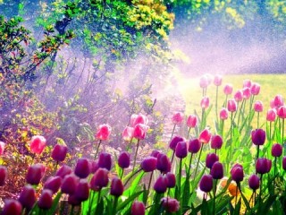 fiori luce