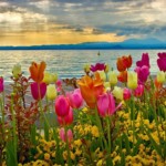flower-colorful-tulips-flowers-sunset-lake-colors-sky-pink-water-nature-yellow-purple-orange-clouds-green-leaves-spring-garda-wallpaper-2016-1920x1080