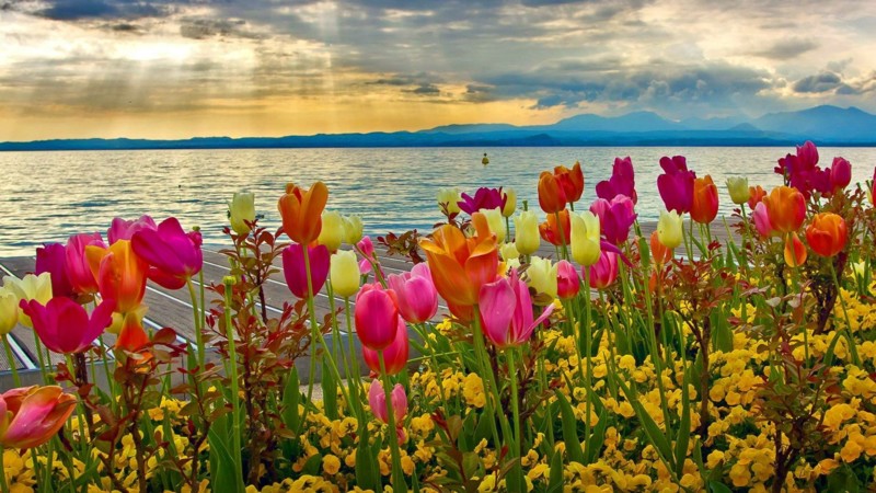 flower-colorful-tulips-flowers-sunset-lake-colors-sky-pink-water-nature-yellow-purple-orange-clouds-green-leaves-spring-garda-wallpaper-2016-1920x1080