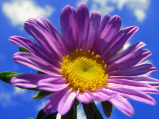 flower_in_the_sky_1920x1200
