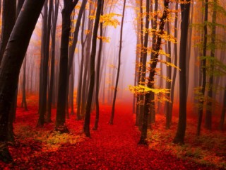 forest-autumn-calmness-serenity-walk-path-trees-nature-fall-beautiful-lovely-foliage-live-wallpaper-for-android-free-download-1920x1080