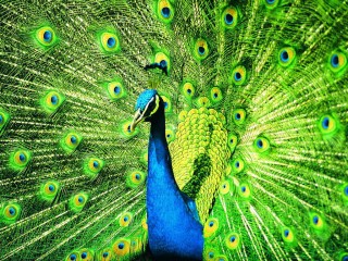 pavao