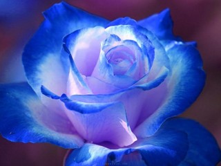 purple Rose Flower Images HD Wallpaper (1)