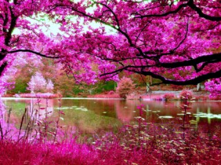 river-pink-nature-forest-branches-trees-wallpapers-download-1920x1080