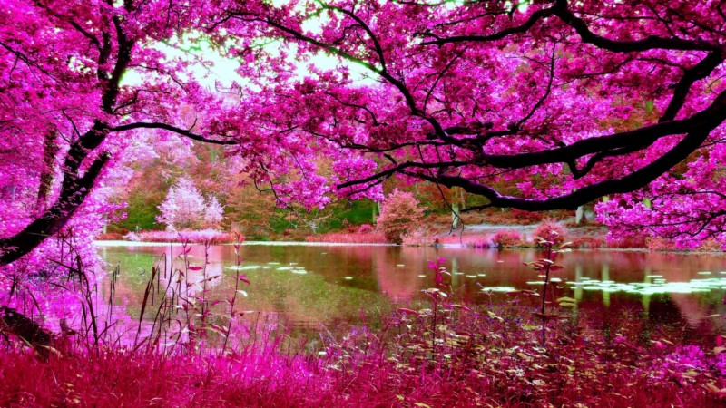 river-pink-nature-forest-branches-trees-wallpapers-download-1920x1080