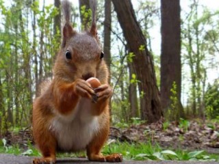 thumbs_smieszne_zwierzeta_cz_31_10