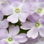 tiny_lilac_flowers_fs