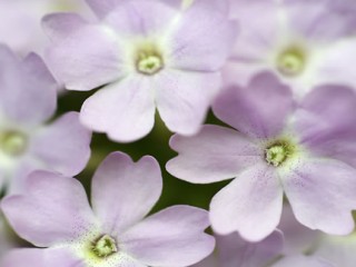 tiny_lilac_flowers_fs