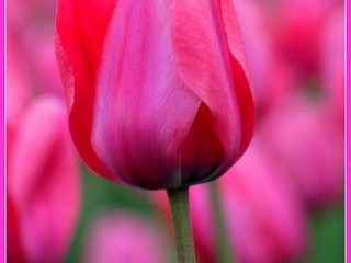 tulipano