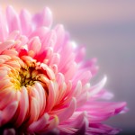 chrysanthemum-202483_1920