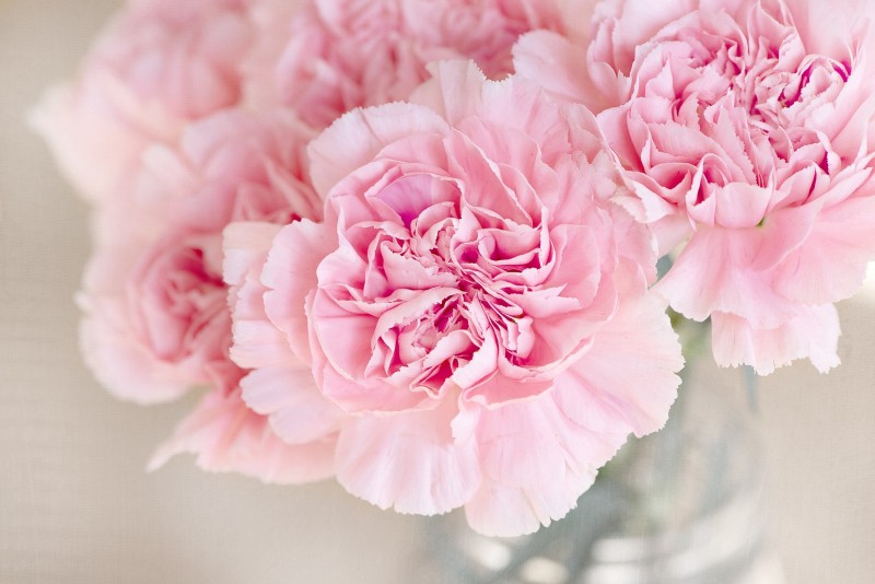 flowers-1325012_1920