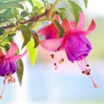 fuchsia-3383825_1920