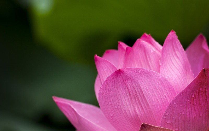 lotus-614494_1920
